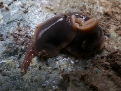 Arthurdendyus triangulatus