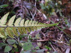 Athyrium arisanense