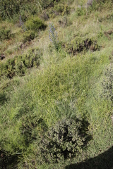 Cyperus teneristolon