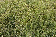 Cyperus teneristolon