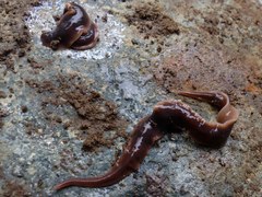 Arthurdendyus triangulatus