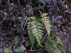 Athyrium arisanense