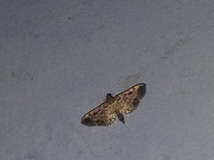 Rhimphaliodes macrostigma