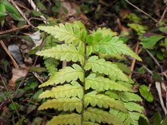 Athyrium arisanense