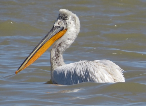 Dalmatian Pelican