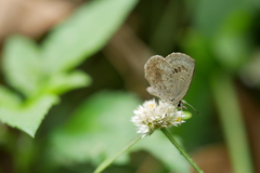 Chilades lajus koshunensis