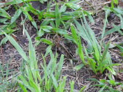 Rhammatocerus pictus