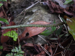 Diplazium kawakamii