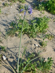 Triteleiopsis palmeri