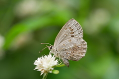 Chilades lajus koshunensis