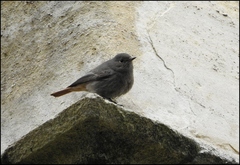 Phoenicurus ochruros