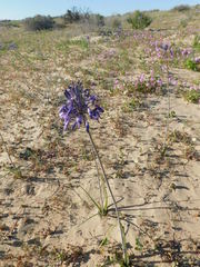 Triteleiopsis palmeri