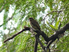 Picumnus olivaceus