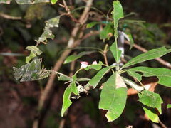 Litsea acuminata