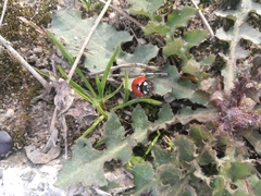 Coccinella septempunctata
