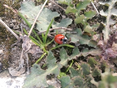 Coccinella septempunctata
