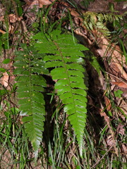 Polystichum prionolepis