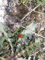 Coccinella septempunctata