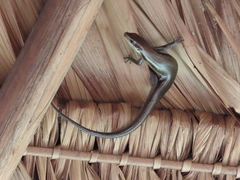 Copeoglossum nigropunctatum