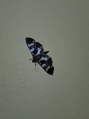 Desmia bajulalis