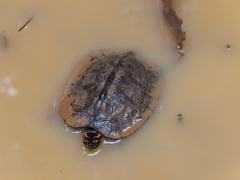 Rhinoclemmys punctularia