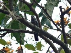 Thamnophilus multistriatus