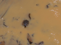 Rhinoclemmys punctularia