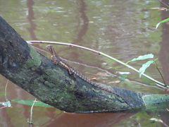 Uranoscodon superciliosus