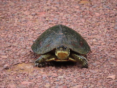 Rhinoclemmys punctularia