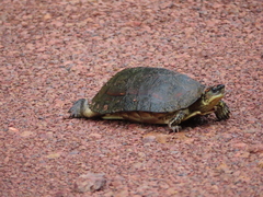 Rhinoclemmys punctularia