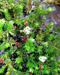 Erica depressa