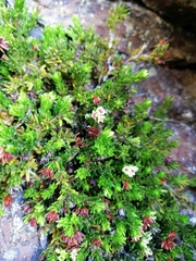 Erica depressa