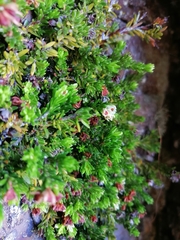 Erica depressa