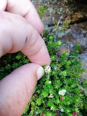 Erica depressa