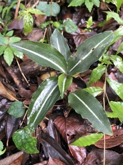 Zeuxine integrilabella