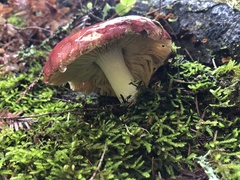 Russula murrillii