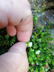 Erica depressa