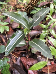 Zeuxine integrilabella