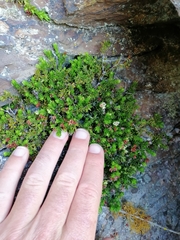 Erica depressa