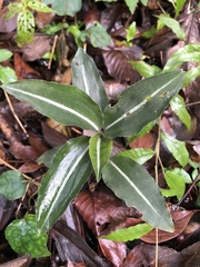 Zeuxine integrilabella