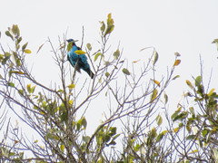 Cotinga cayana