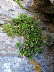 Erica depressa