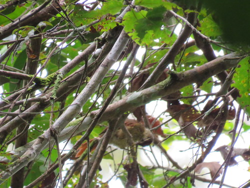 Speckled Spinetail (Thripophaga gutturata), photo 2