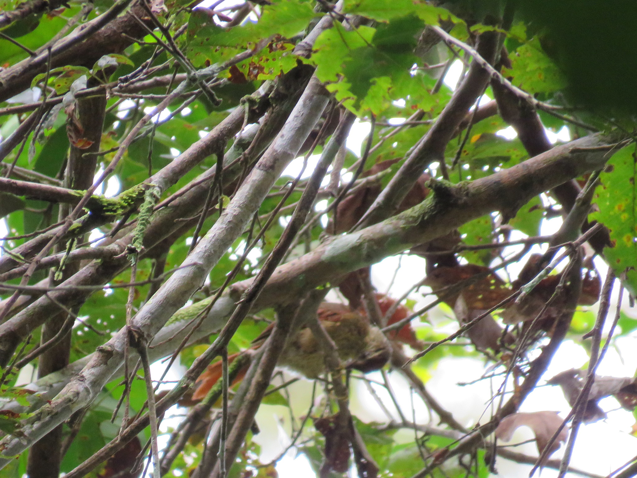 Speckled Spinetail (Thripophaga gutturata)
