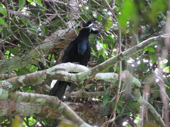 Cephalopterus ornatus