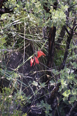 Gladiolus saundersii