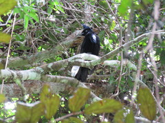 Cephalopterus ornatus