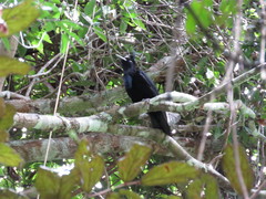 Cephalopterus ornatus