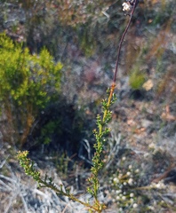 Ursinia dentata