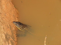 Tupinambis teguixin